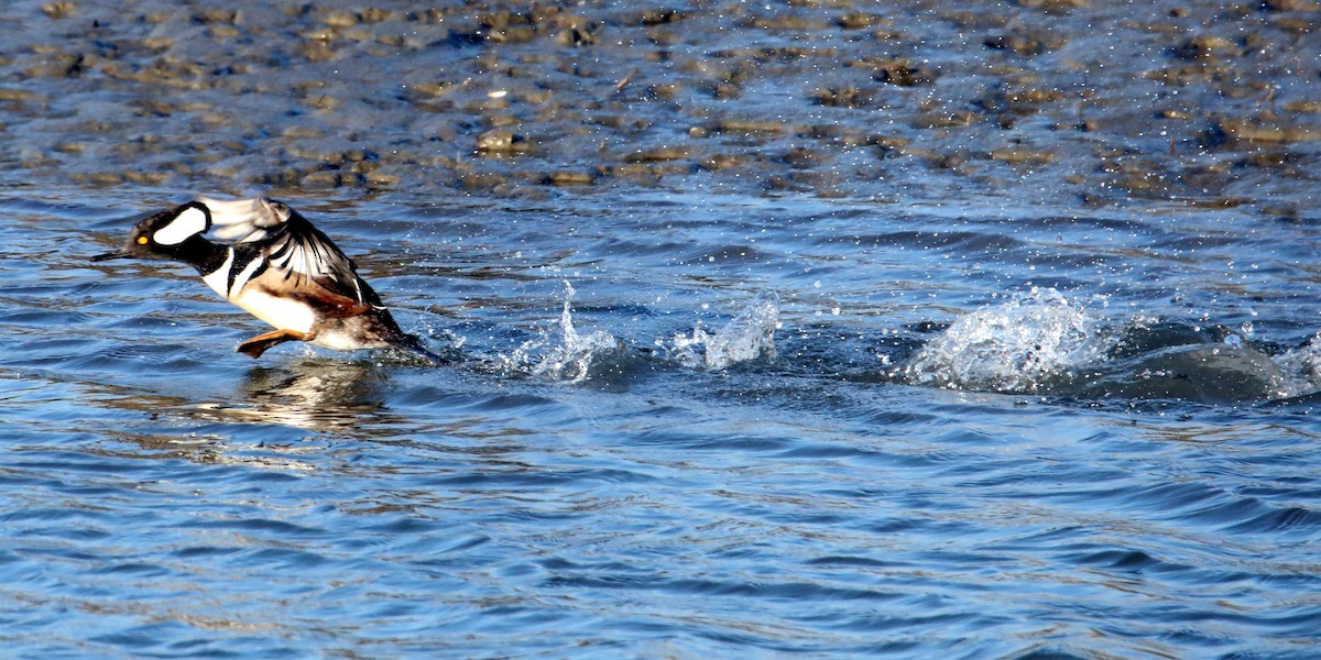 Hooded Merganser - Kevin Munro Smith