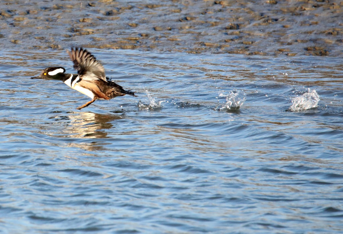 Hooded Merganser - Kevin Munro Smith