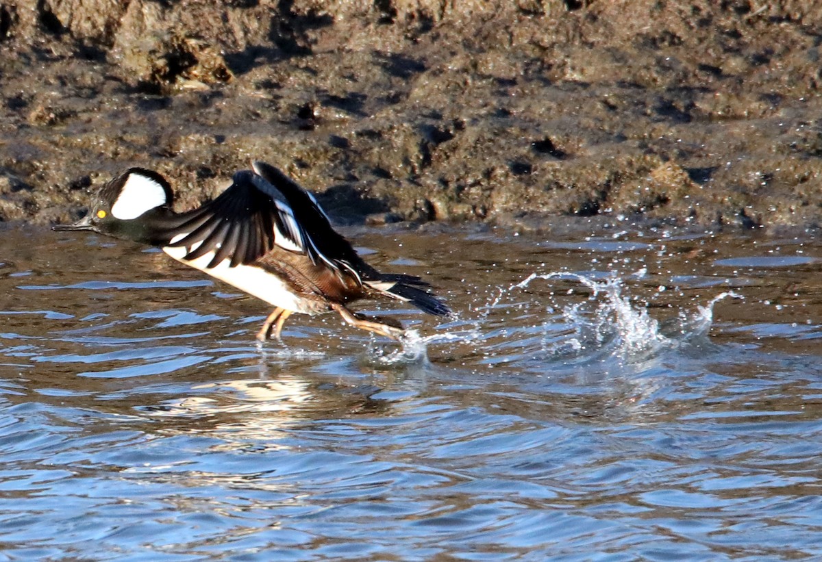 Hooded Merganser - Kevin Munro Smith