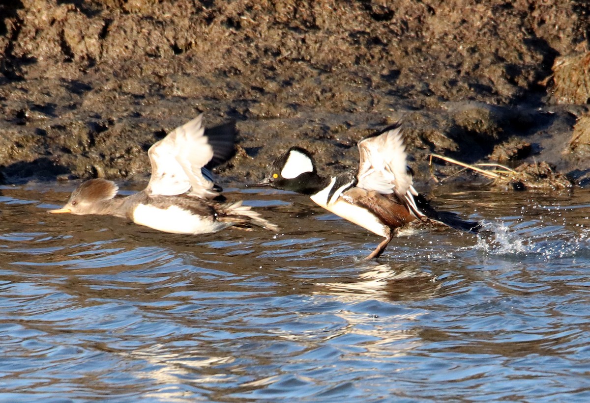 Hooded Merganser - ML622666046