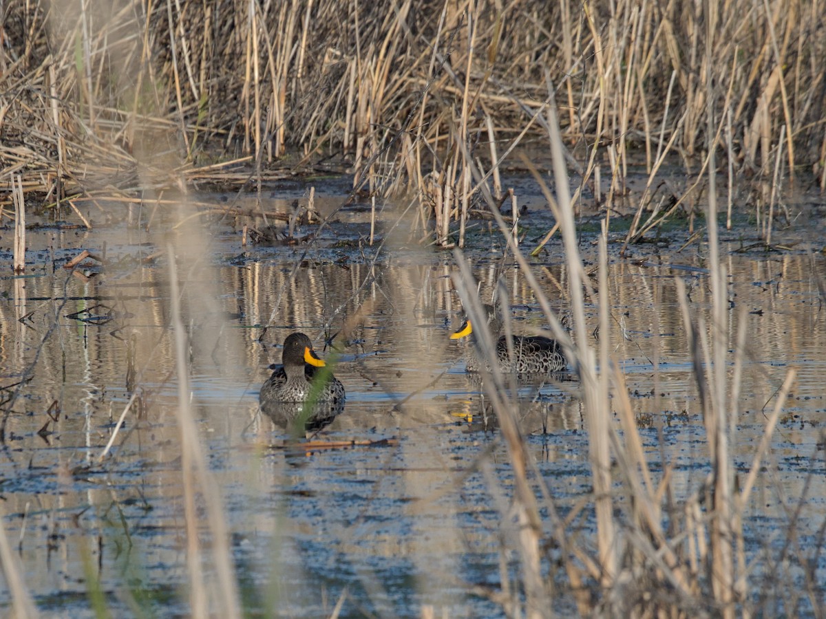 Yellow-billed Duck - ML622666082