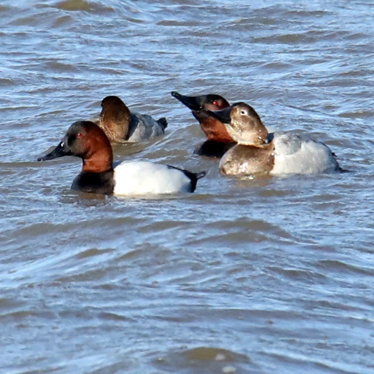 Canvasback - Kevin Munro Smith