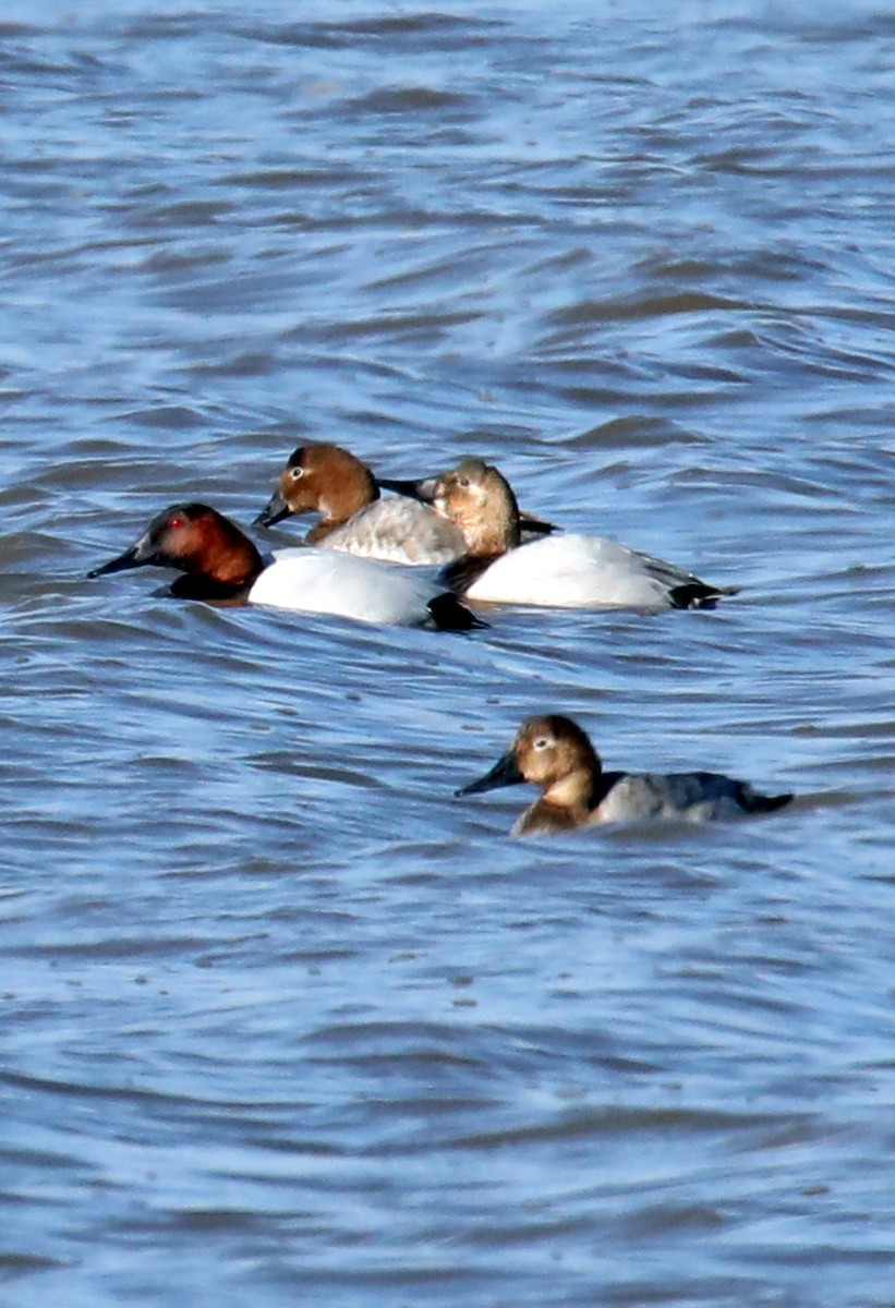 Canvasback - ML622666092