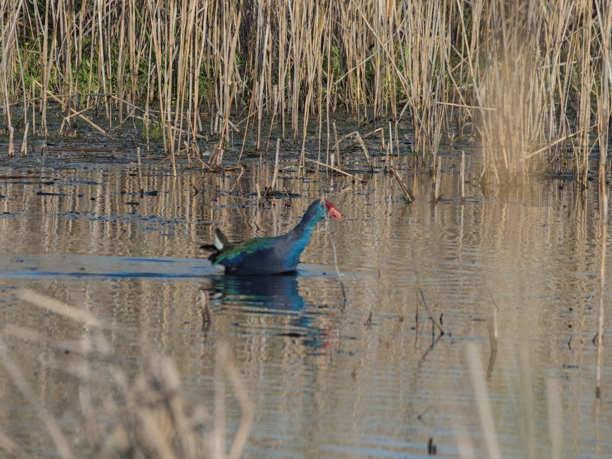 African Swamphen - ML622666108