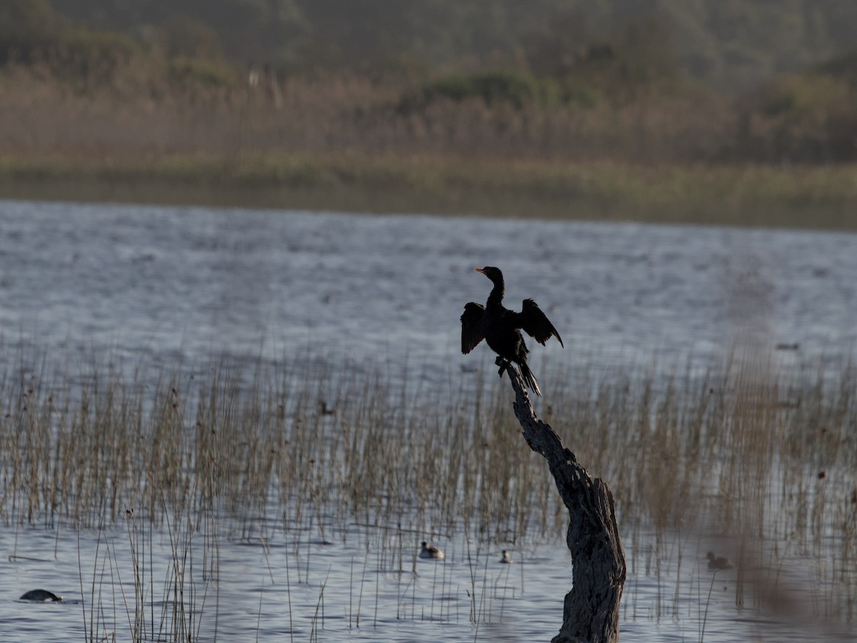 Long-tailed Cormorant - ML622666118