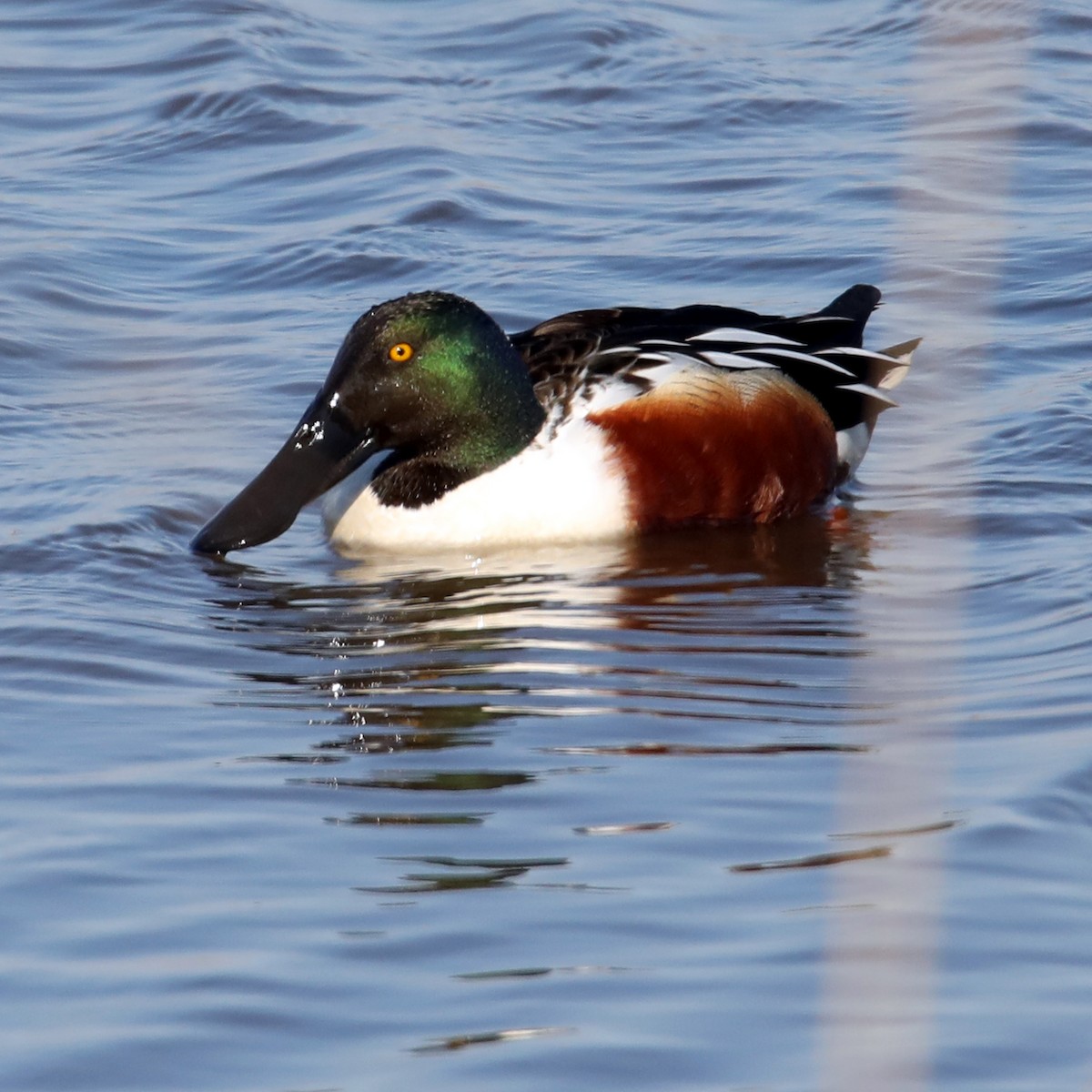 Northern Shoveler - ML622666119