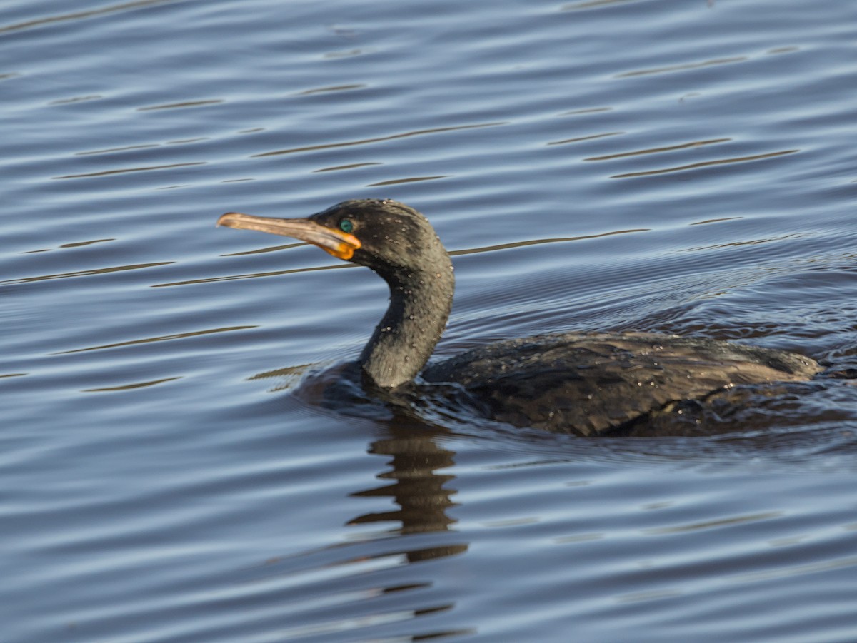 Cape Cormorant - ML622666125