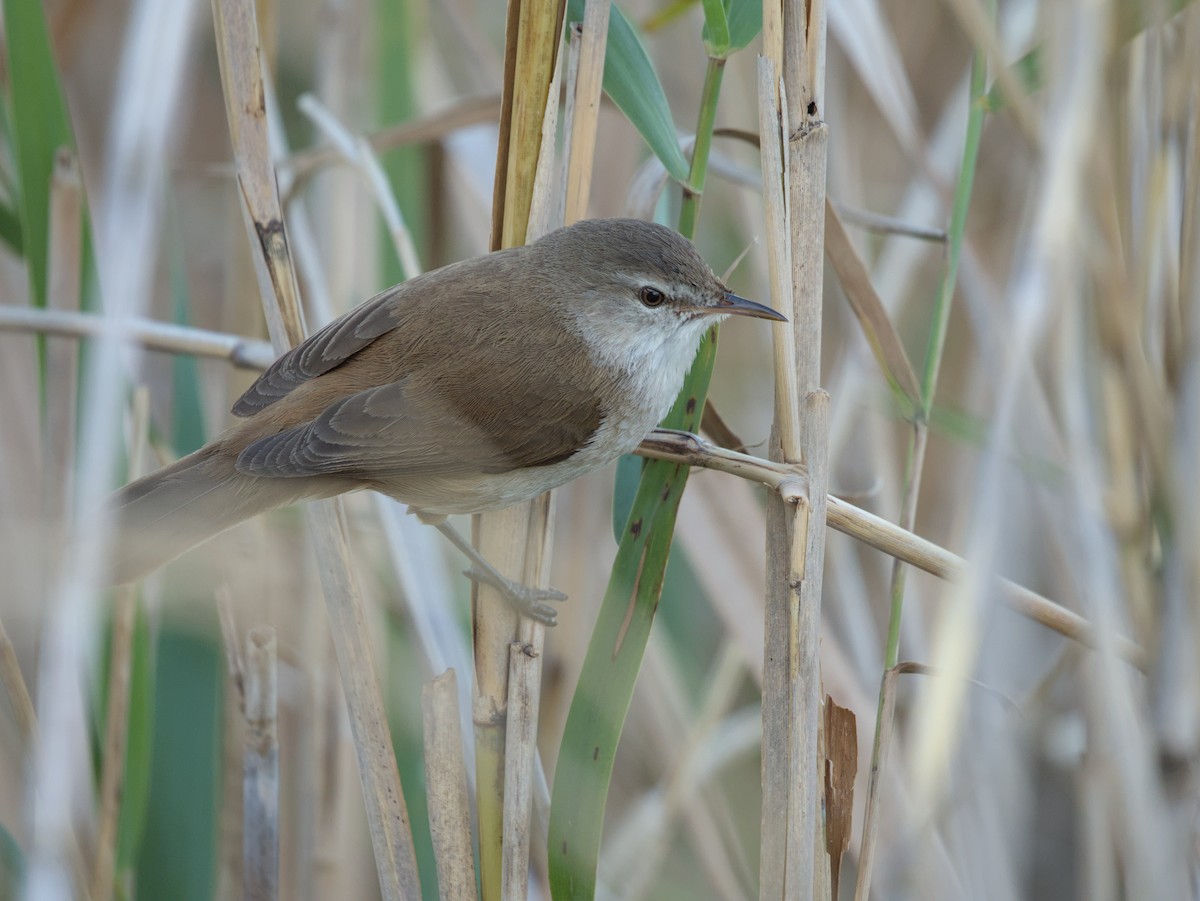 Lesser Swamp Warbler - ML622666153