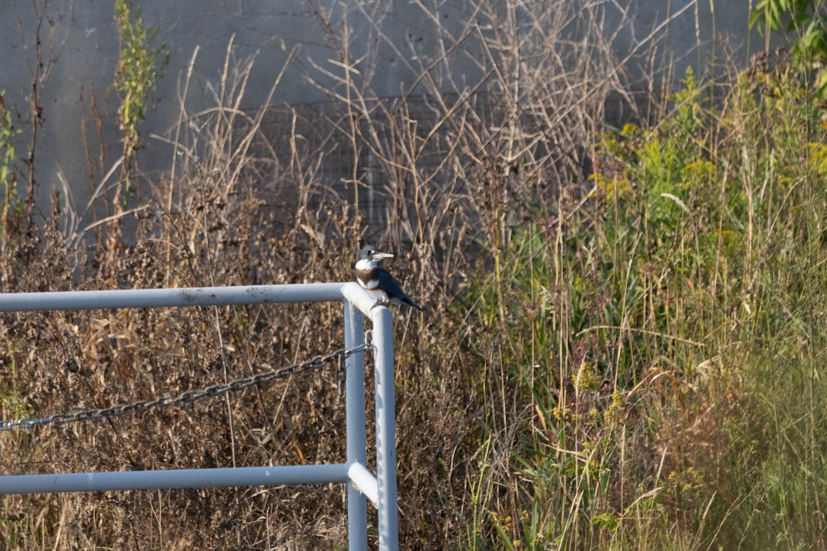 Belted Kingfisher - ML622666161