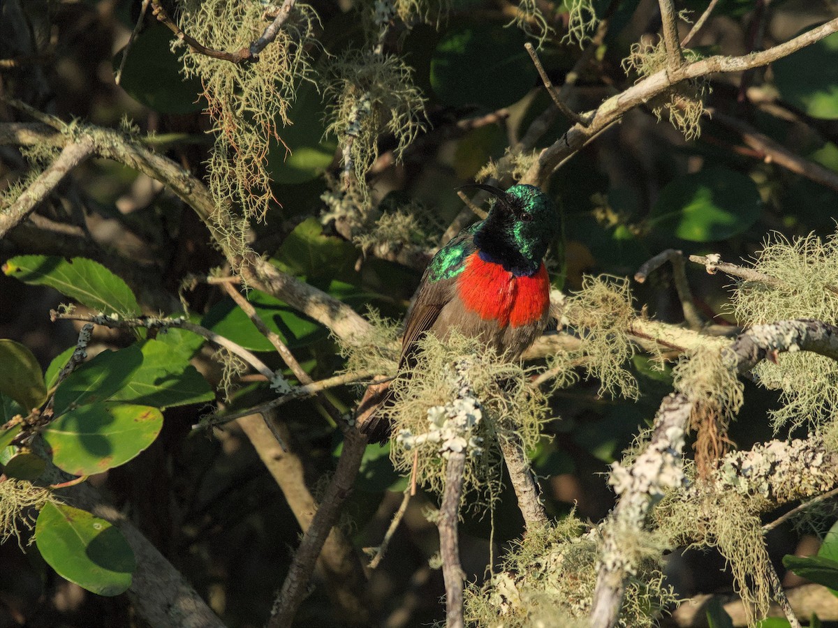 Greater Double-collared Sunbird - ML622666165