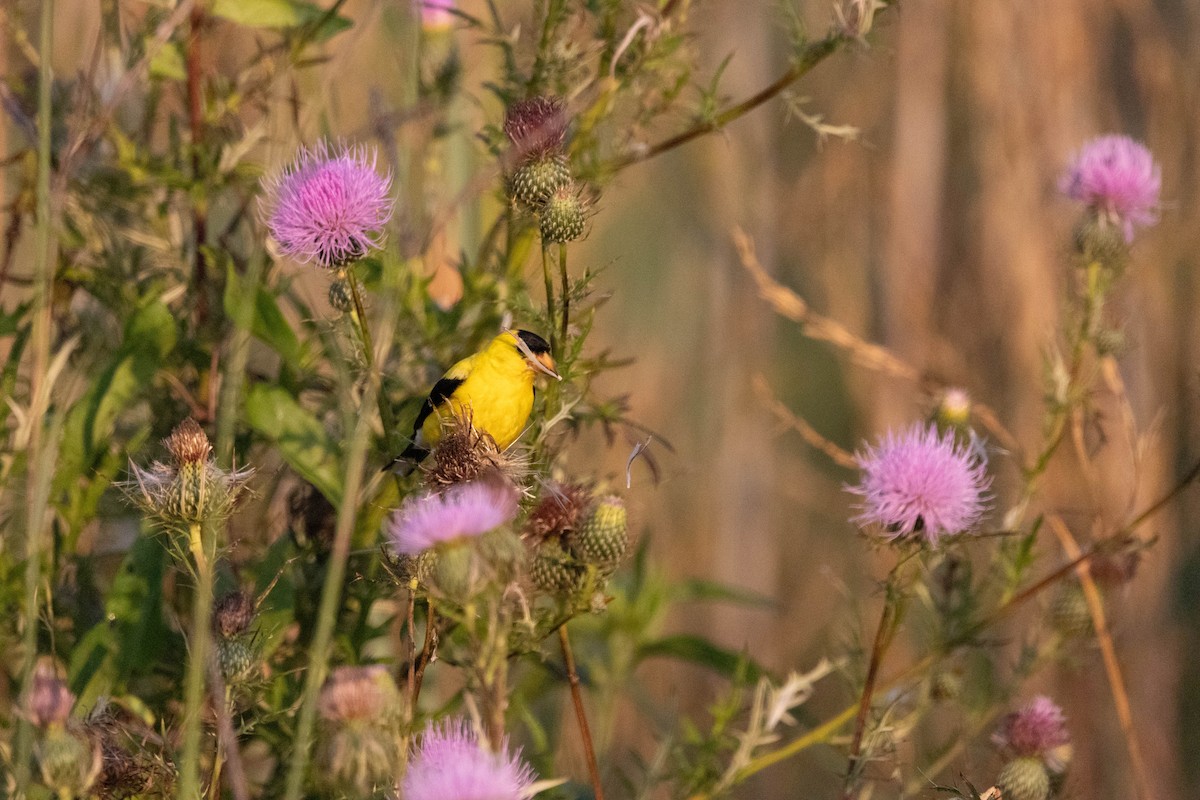 Chardonneret jaune - ML622666169