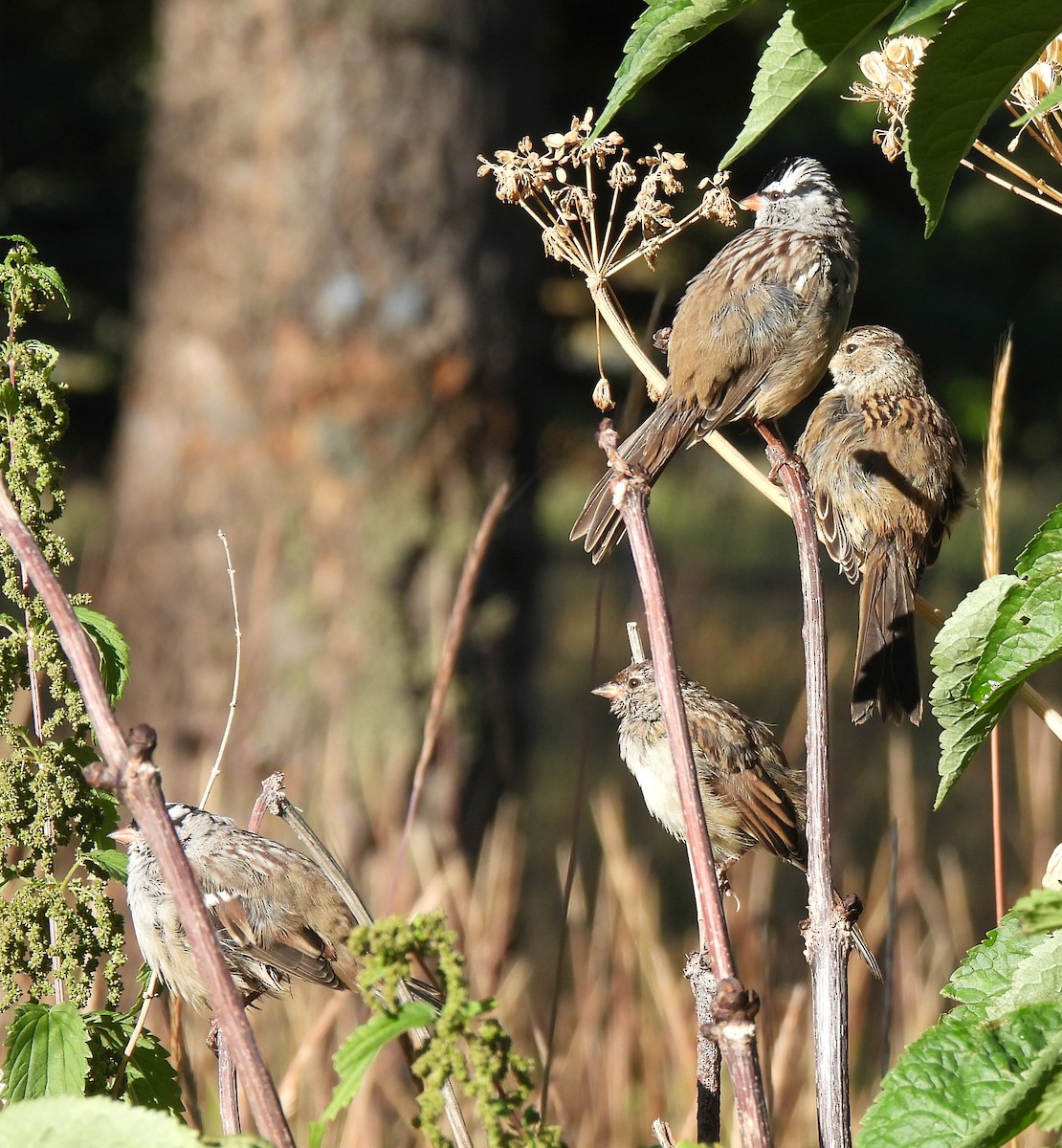 White-crowned Sparrow - ML622666199