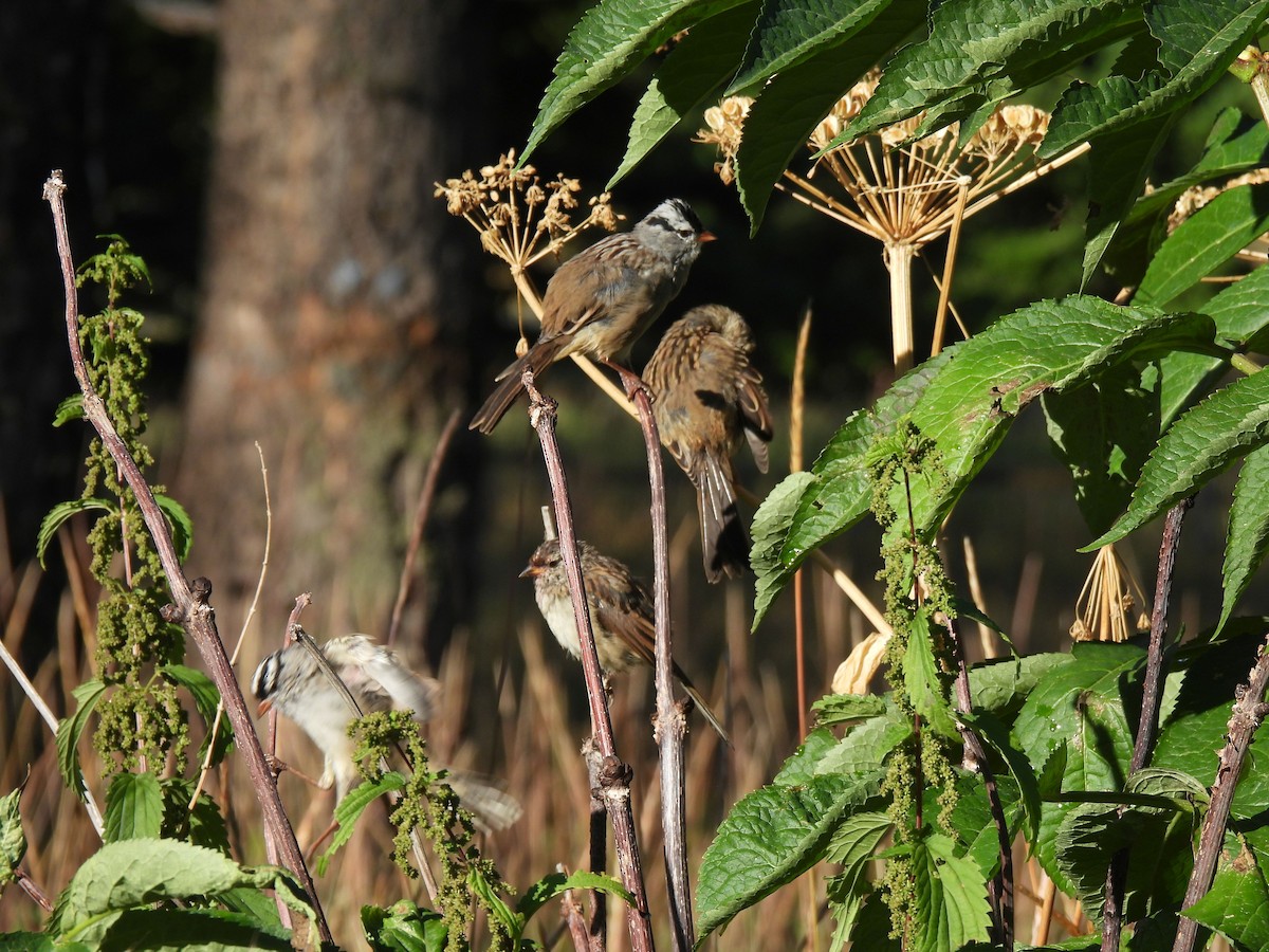 White-crowned Sparrow - ML622666200