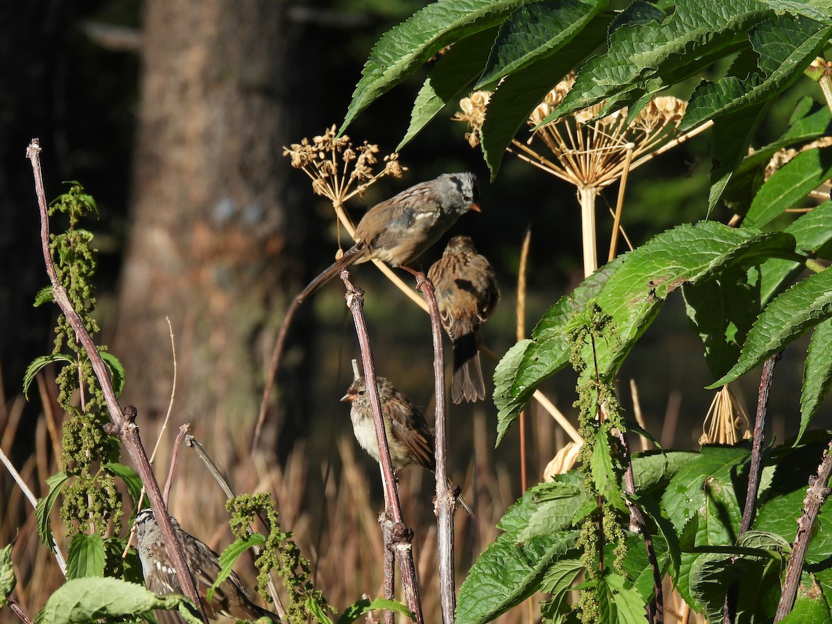 White-crowned Sparrow - ML622666201