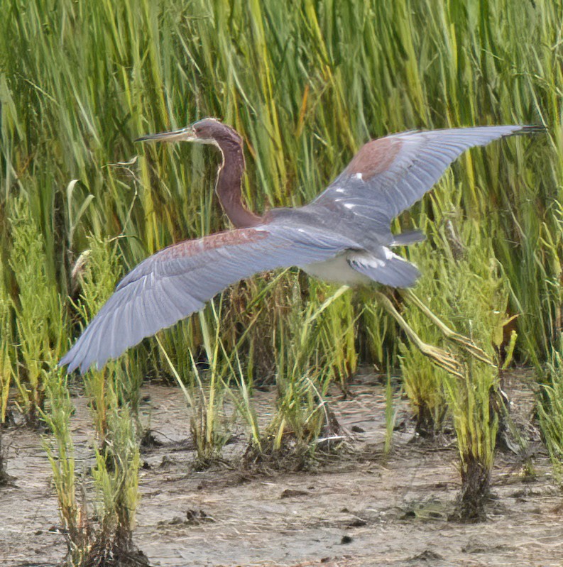 Tricolored Heron - DAB DAB