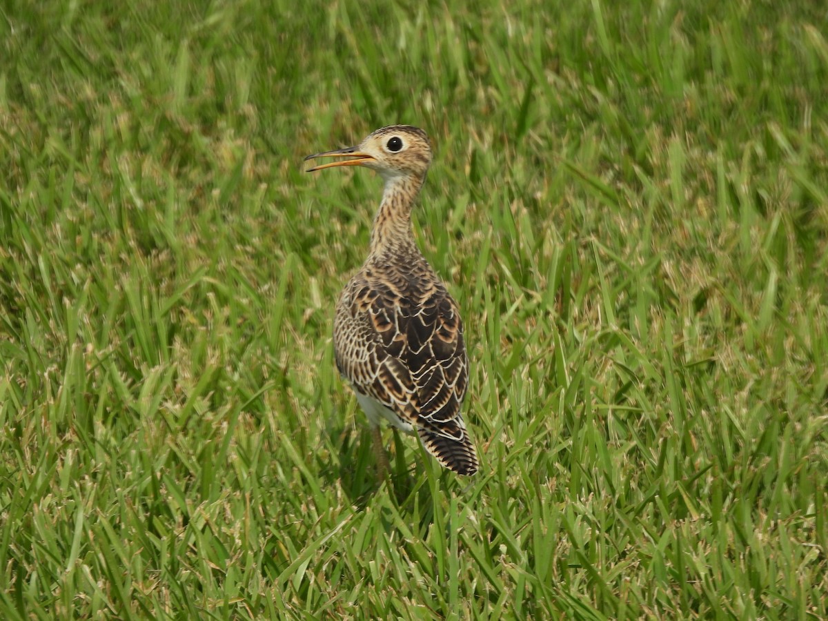 Upland Sandpiper - ML622666218