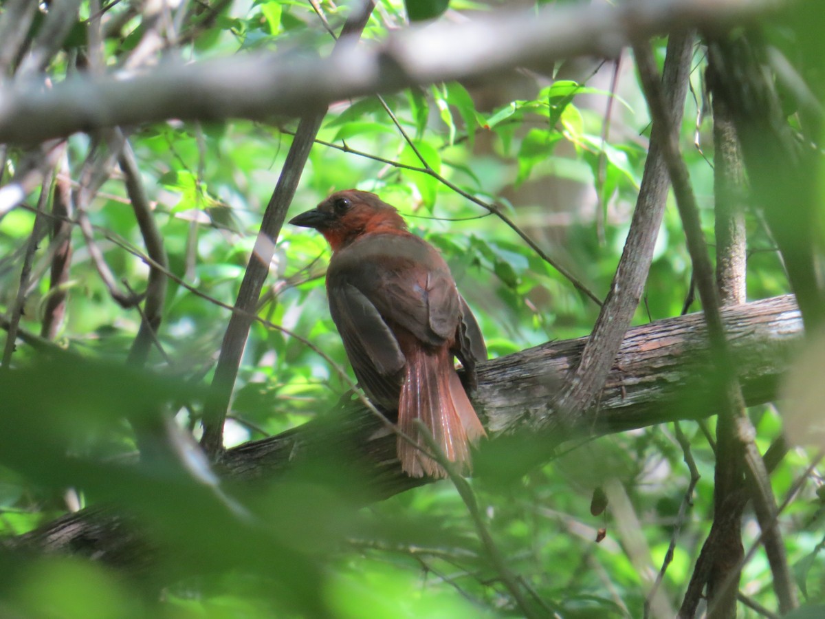 Red-throated Ant-Tanager - ML622666257