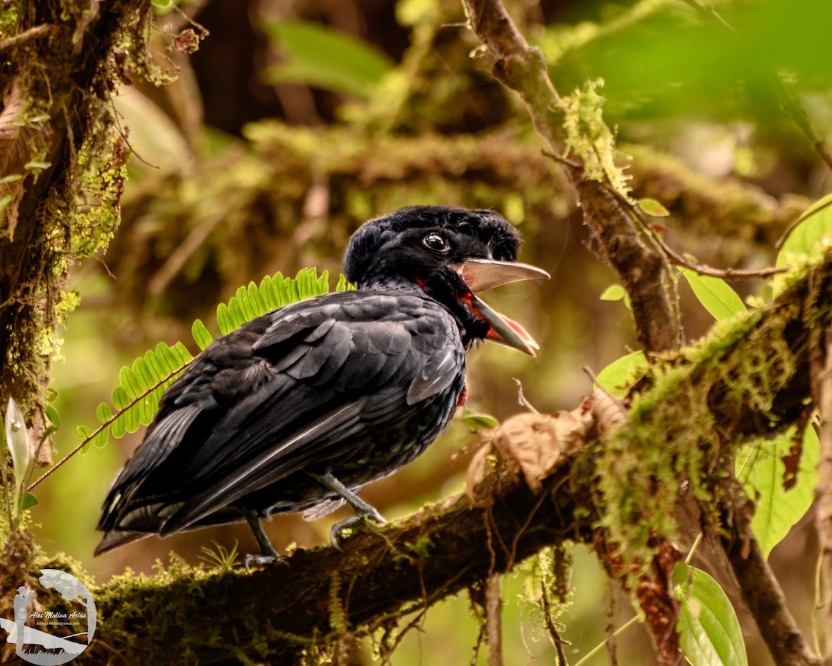 Bare-necked Umbrellabird - ML622666259