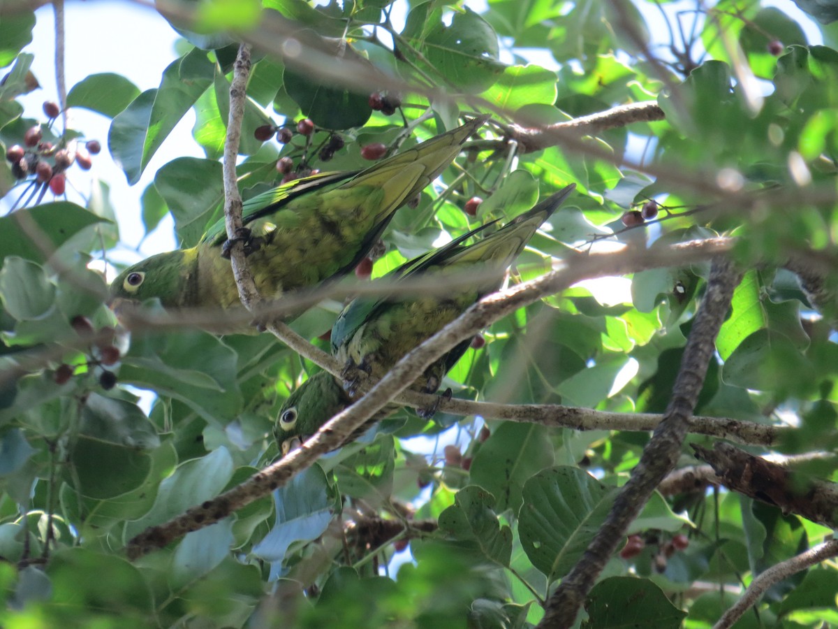 Olive-throated Parakeet - ML622666404