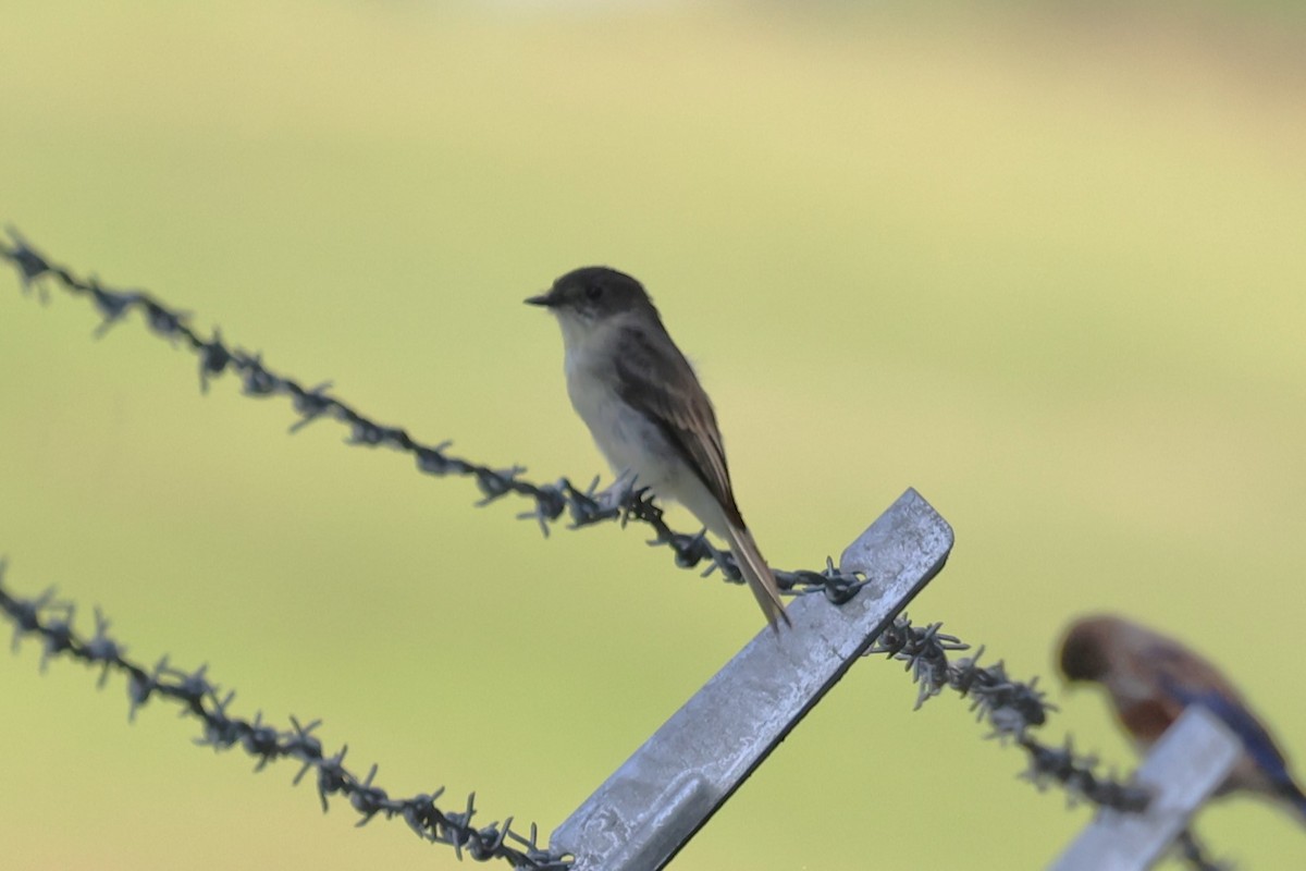 Eastern Phoebe - ML622666425