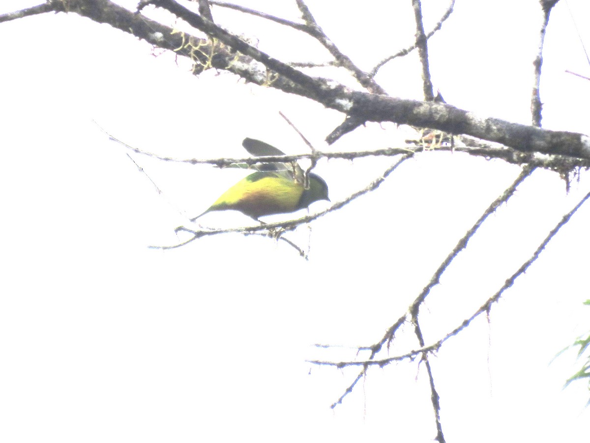 Chestnut-breasted Chlorophonia - Chris Welsh