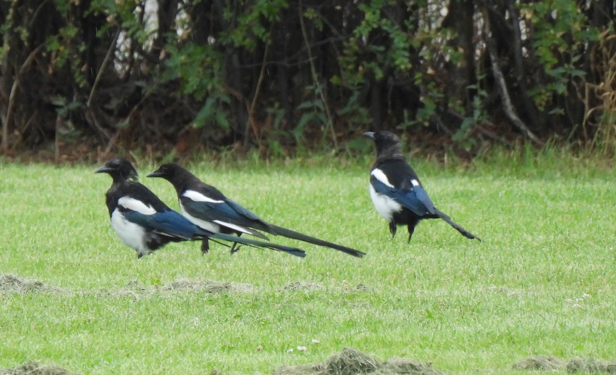 Black-billed Magpie - ML622666445