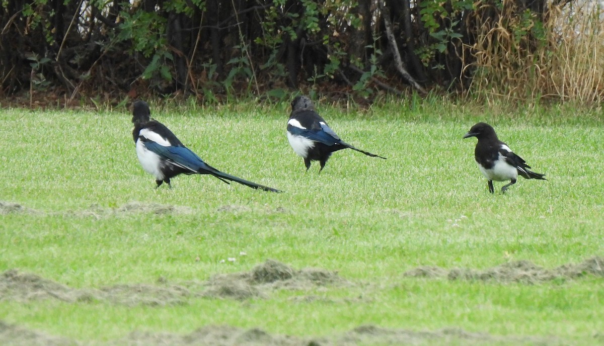 Black-billed Magpie - ML622666446