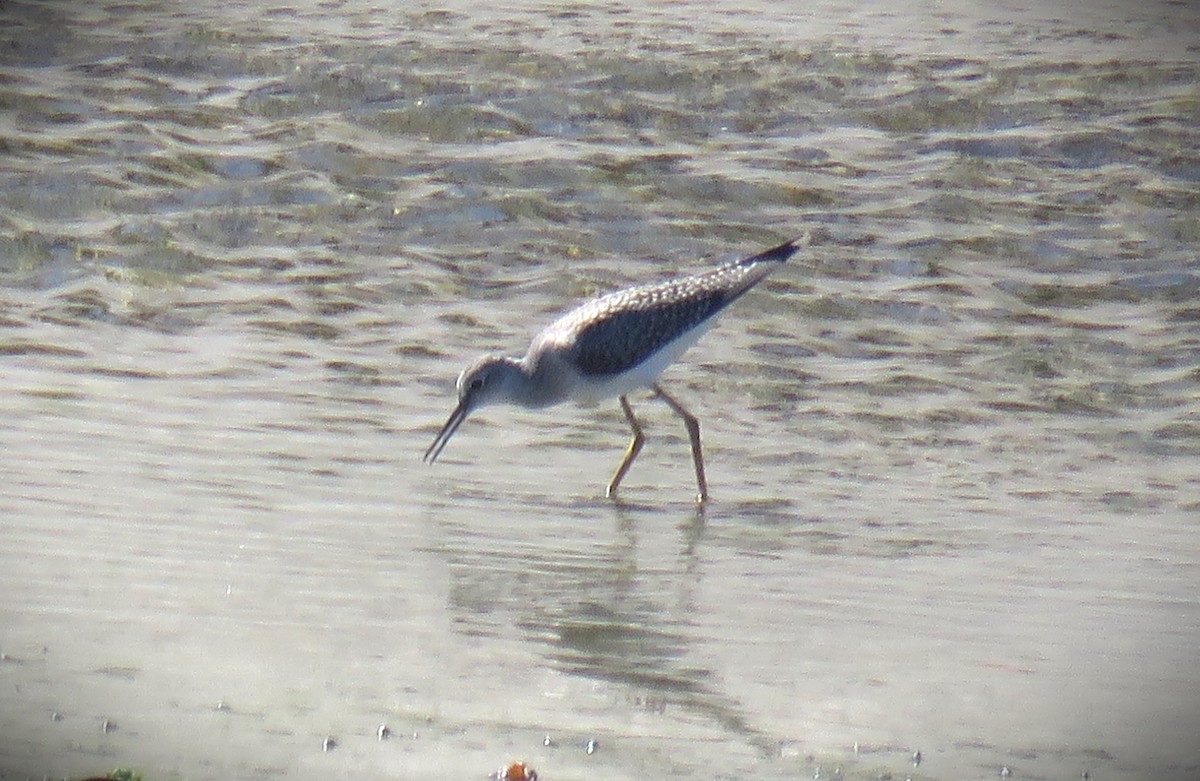 gulbeinsnipe - ML622666447