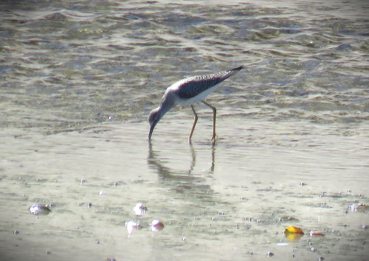 gulbeinsnipe - ML622666452