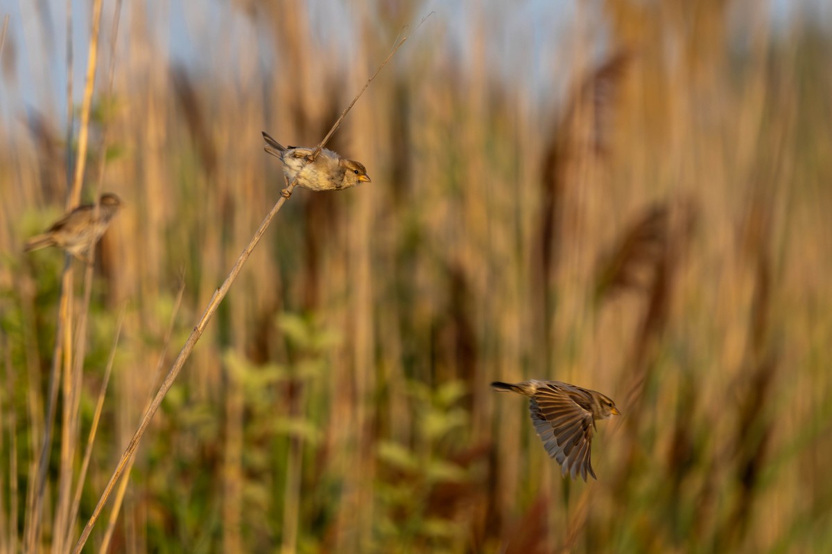 House Sparrow - ML622666545