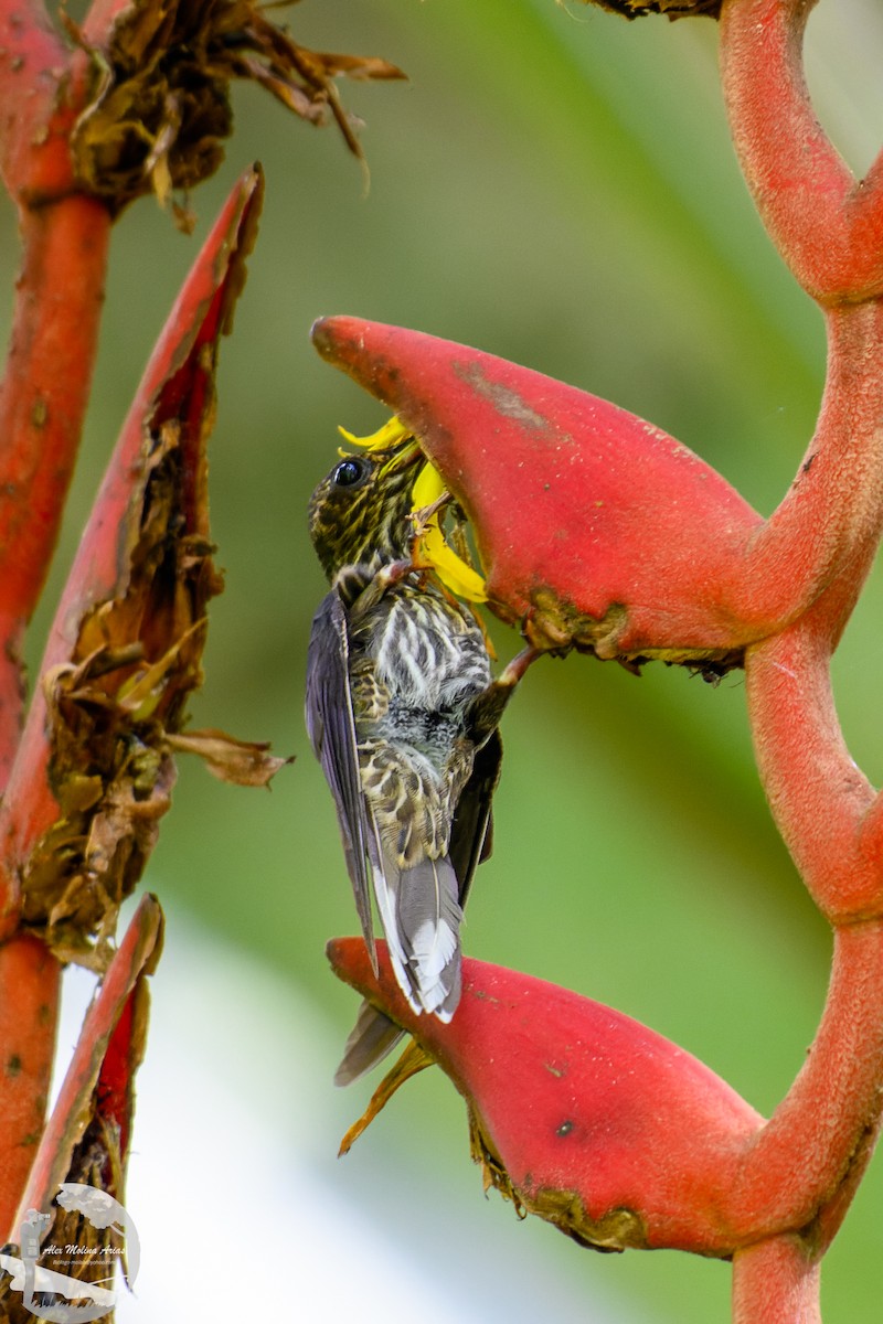 White-tipped Sicklebill - ML622666549