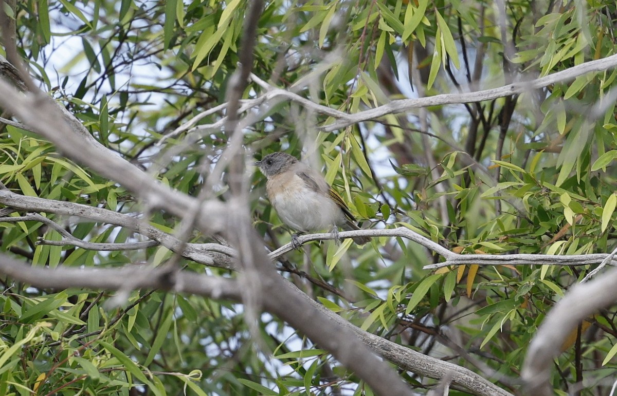 Rufous-banded Honeyeater - ML622666551