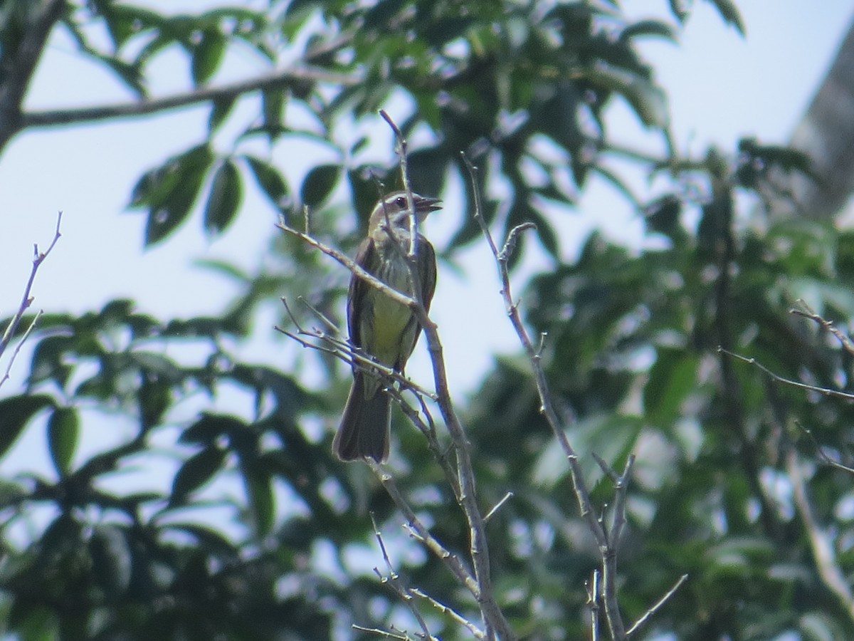 Piratic Flycatcher - ML622666554