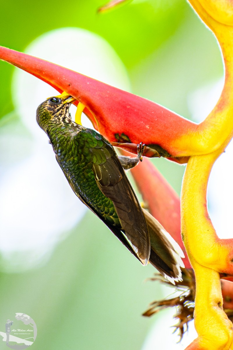 White-tipped Sicklebill - ML622666555