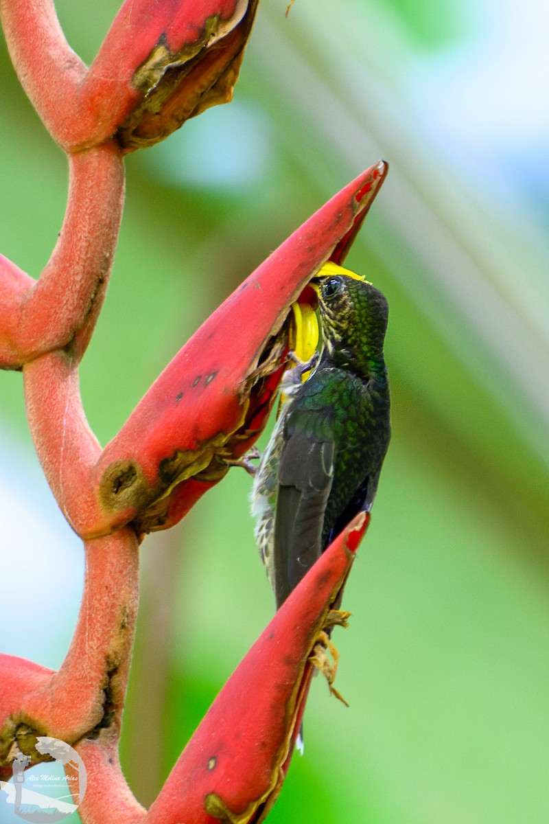 White-tipped Sicklebill - ML622666557