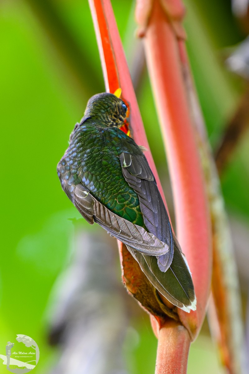 White-tipped Sicklebill - ML622666558