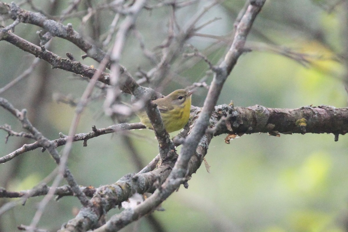 Prairie Warbler - ML622666559