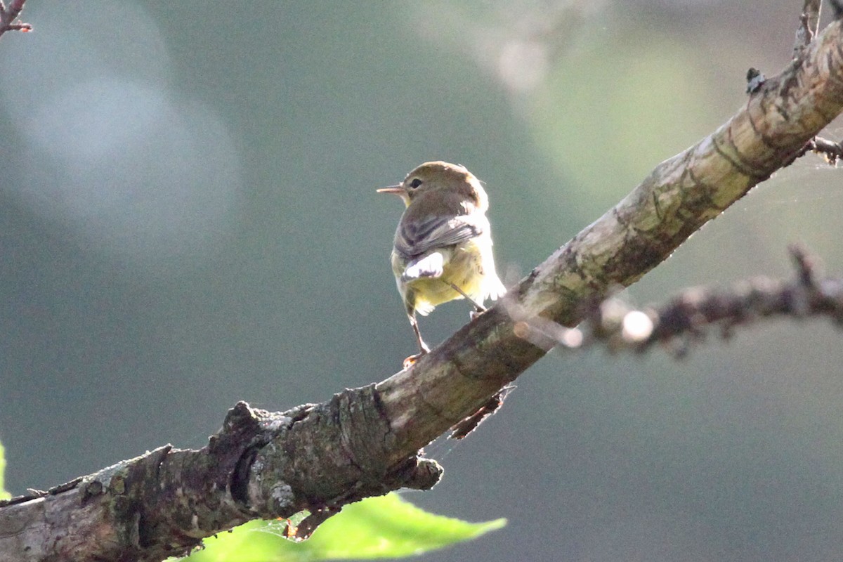 Prairie Warbler - ML622666563