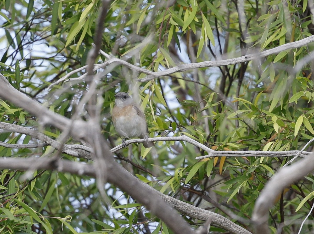 Rufous-banded Honeyeater - ML622666673
