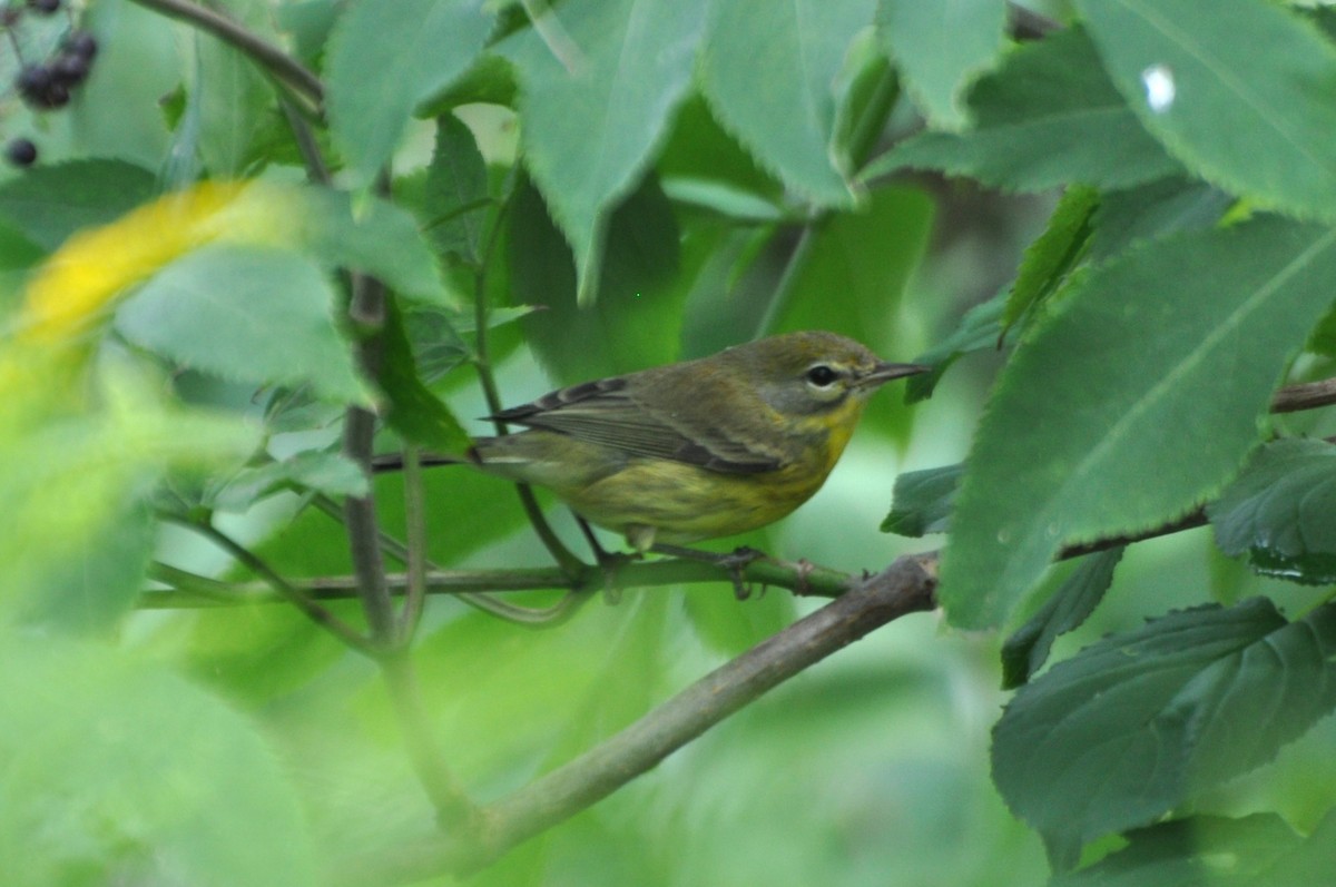 Prairie Warbler - ML622666700
