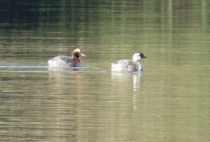 Horned Grebe - ML622666716