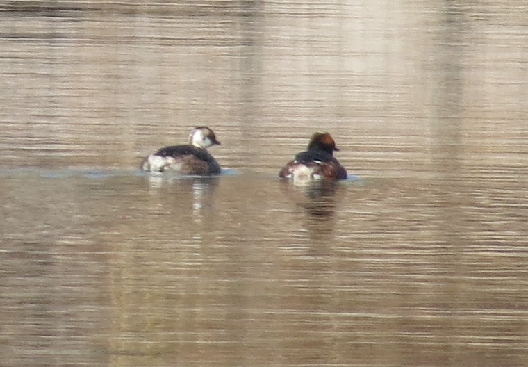 Horned Grebe - ML622666733