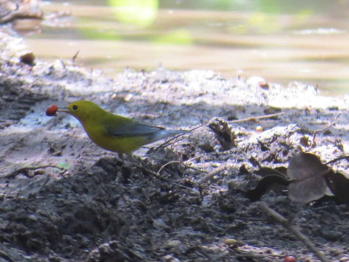 Prothonotary Warbler - ML622666788