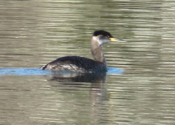 Red-necked Grebe - ML622666813