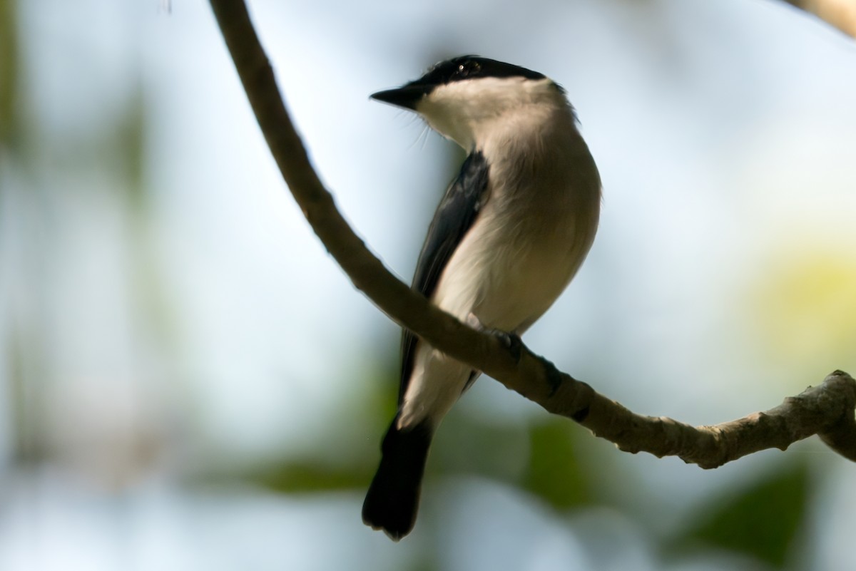 Black-winged Flycatcher-shrike - ML622666830