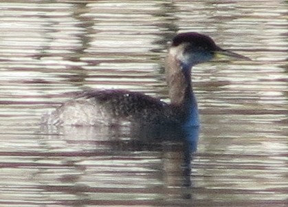 Red-necked Grebe - ML622666835