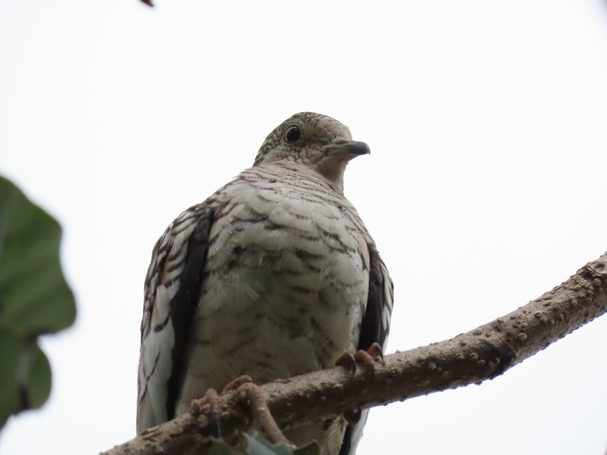 Scaled Dove - ML622666862