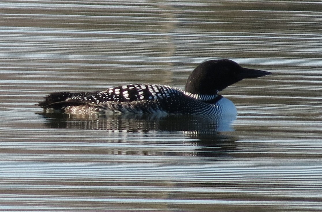 Common Loon - ML622666866