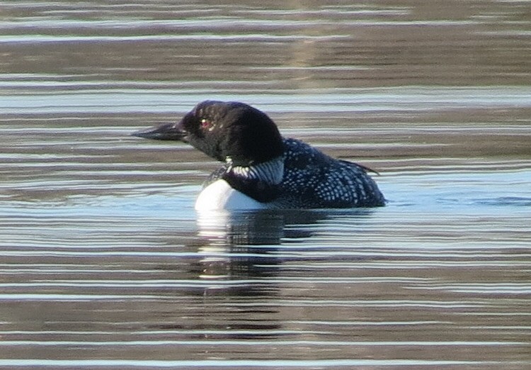 Common Loon - ML622666872