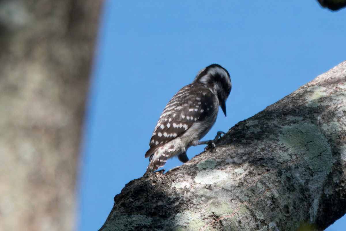 Sunda Pygmy Woodpecker - ML622666883